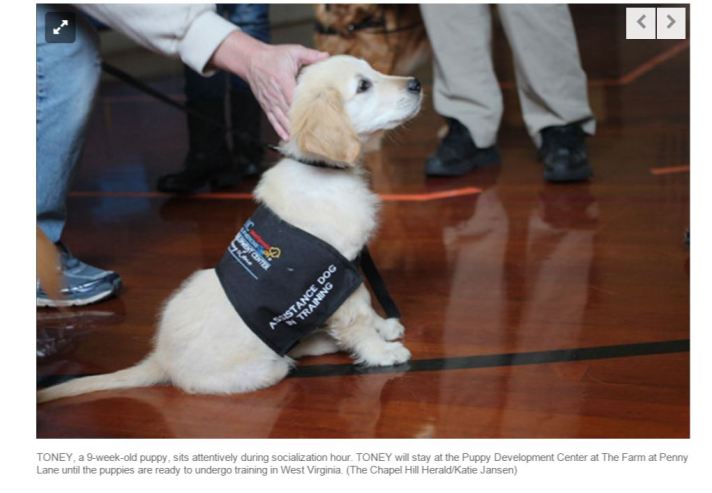 puppy socialization_1